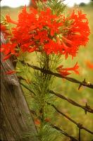 Standing Cypress
